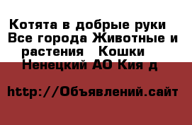 Котята в добрые руки - Все города Животные и растения » Кошки   . Ненецкий АО,Кия д.